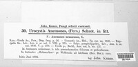 Urocystis anemones image